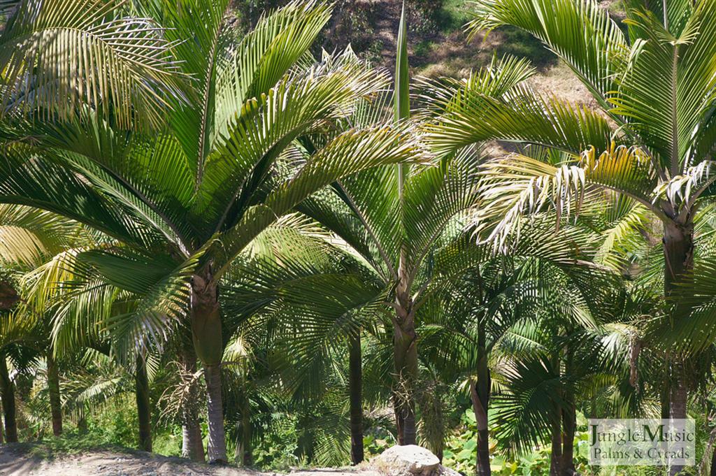 Rhopalostylis saida 